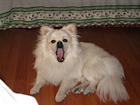 VinhAce