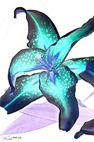 Violeta