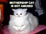 kittenpuff