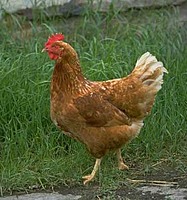 Chickun