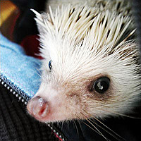 FoFoTheHedgehogMaster