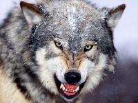 Graywolf313
