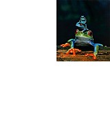 holyfrog77