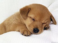 animal_lover0230