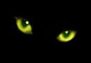 StellaMeow