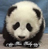Boo x3