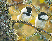 Chickadee Melody