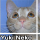 yuki-neko