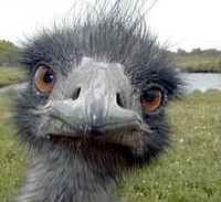 Pepert
