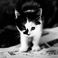jckitten.tk