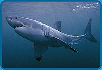 megalodon
