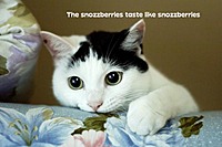 SaguchiTheCat