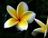 hawiian sweetie