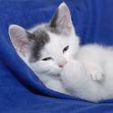 dramakitty123