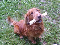 Ballie