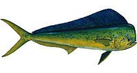 Mahi Mahi