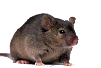 P4NBEH
