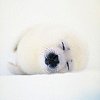 fluffy-puppy