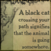 blackcat-kitten