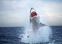 GreatWhiteShark