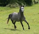 trakehner_rider