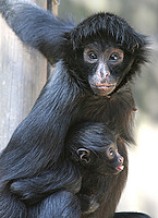 monkeysandmotocross
