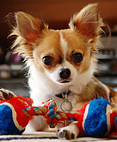 kwiwee