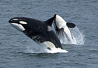darkwhale