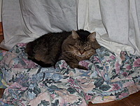 NewDramacat693