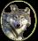 vvolf_pack