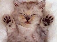 HI PPL