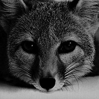 2foxykitten2