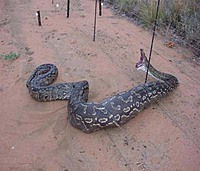 deadpython