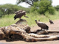 deadgiraffe