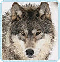 XxWoLf_HuNtEr_xX