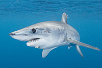 Mako Shark
