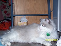 LittleKatie