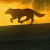 FloppyShadoWolf