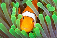 Clownfish