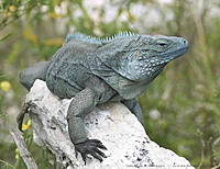 Piranha Iguana