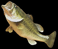 Largemouth_Bass