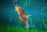 darkplatypus