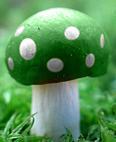 greenshroom