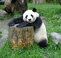 Panda Slushie
