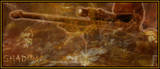 Shadowguardian14