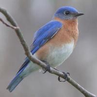 Blue Bird