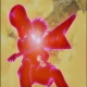 Rabid_Chocobo