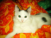 Mohik