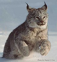 |-Lynx-|