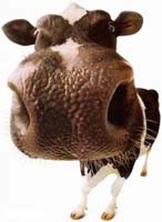 cows~moo